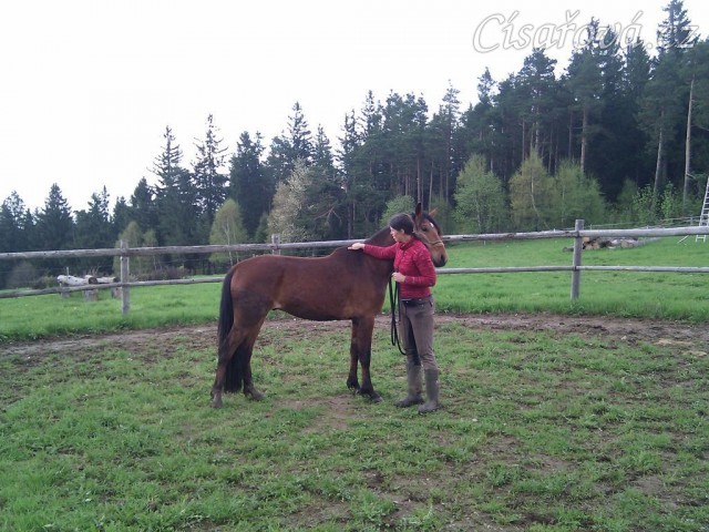 Problematický Jimmy (Mangalarga Marchador x ČT) už se pomalu začíná dobrovolně bavit s lidmi