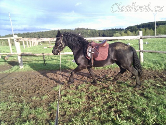 Tříletá Fríská klisna poprvé na lonži se sedlem a uzdečkou