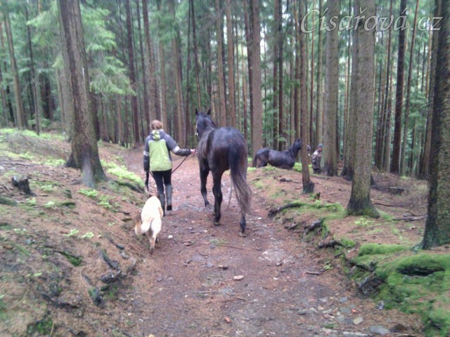 Omladina na procházce v lese
