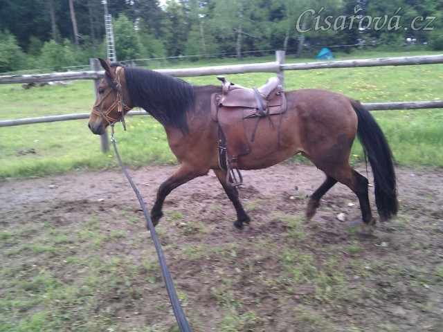 Problematický Jimmy (Mangalarga Marchador x ČT) už zvládá chodit se sedlem