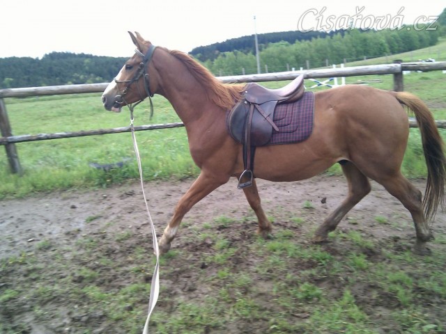Tříletý CS valach poprvé na lonži se sedlem a uzdečkou