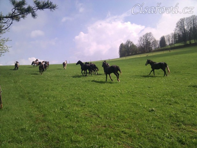 Stádo klisen dovádí