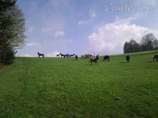 Stádo klisen dovádí