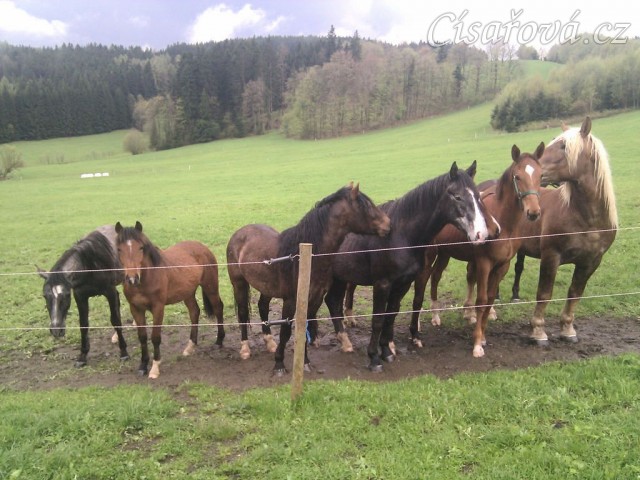 Stádo hřebců čeká na šéfa