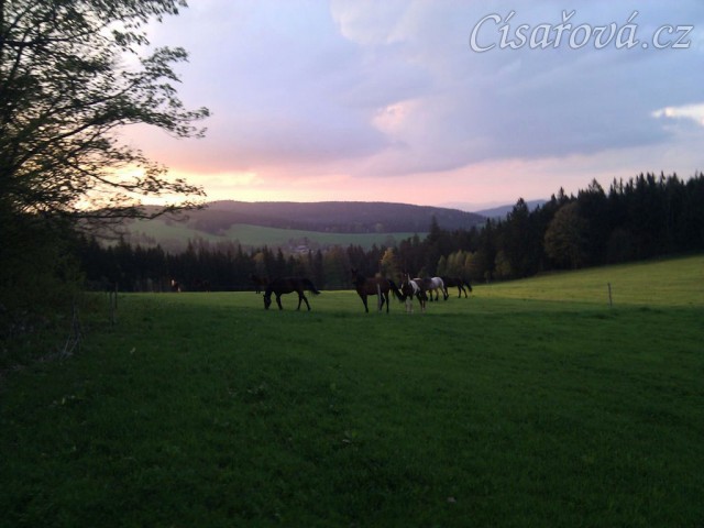 Stádo klisen večer při západu