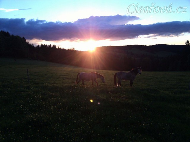 Naši poníci večer při západu