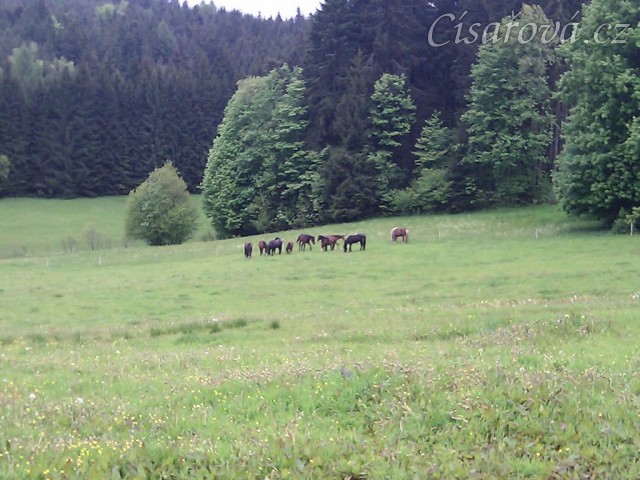 Stádo hřebců na nové pastvině