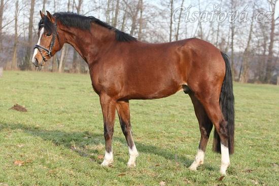 Otec Goldie, Ojoetsjni´s Grevenrit