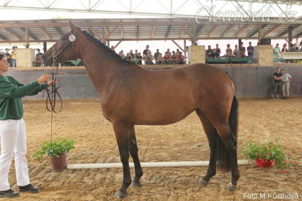 Tříletá Acsara, oblastní přehlídka klisen ČT Svržno