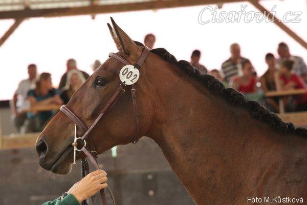 Tříletá Acsara, oblastní přehlídka klisen ČT Svržno