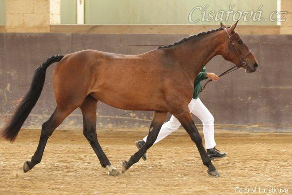 Tříletá Acsara, oblastní přehlídka klisen ČT Svržno