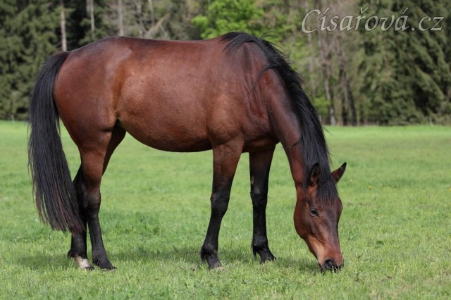 Tříletá Ascara, Foto Zdeňka Šimková