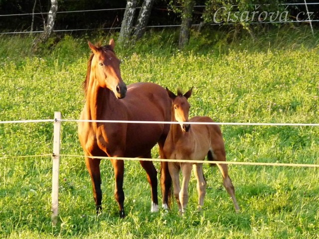 Agáta a dvouměsíční kobylka Ascara