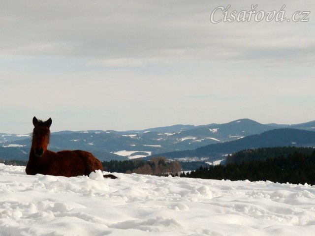 Ascara, půlroční hříbě, na sněhu se dobře spinká:-)