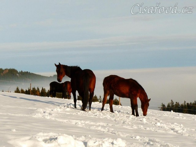 Agáta kouká, jestli nebude něco k snědku:-)