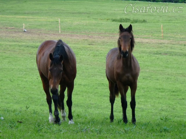 Naše Agáta a její roční kobylka Ascara