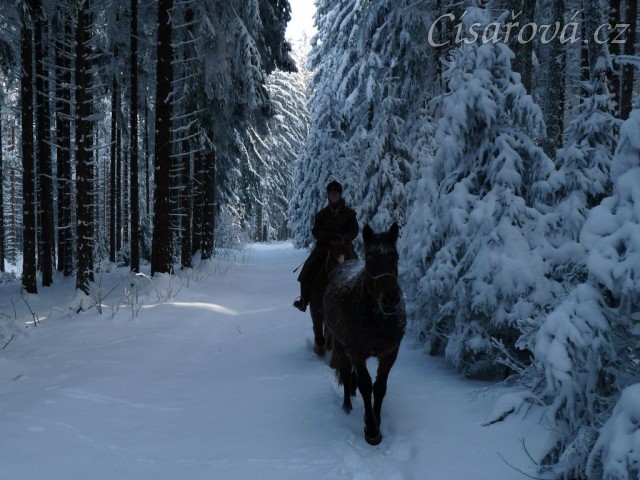 V lese... dvouletá Ascara na volno na vyjížďce