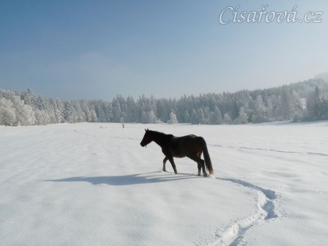 Dvouletá Ascara na volno na vyjížďce