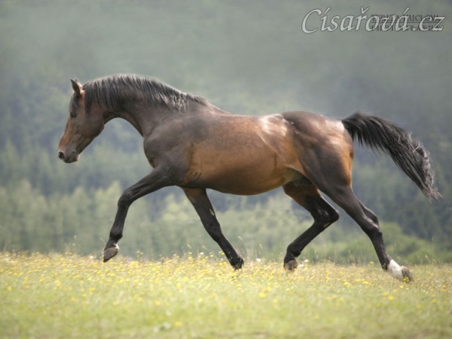 Otec Ascary Sargoni, výkonnost parkury ST, drezura S (výkonnost potomstva skoky T, drezura TT)
