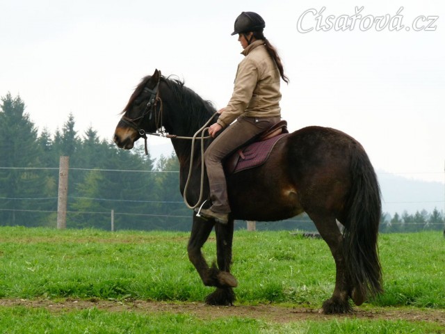 Ježdění na jízdárně, krok...