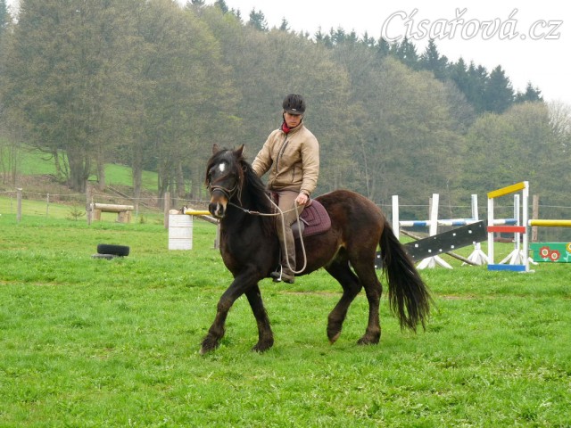 Ježdění na jízdárně, klus...