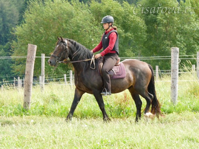 Ježdění na jízdárně, krok
