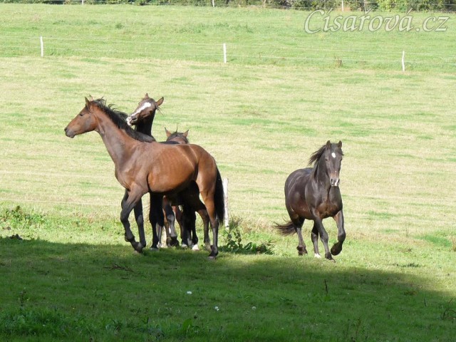 Advík na pastvě, první měsíce si užíval ve společnosti dalších hřebců