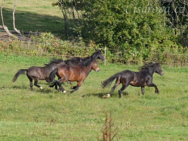 Advík na pastvě, první měsíce si užíval ve společnosti dalších hřebců