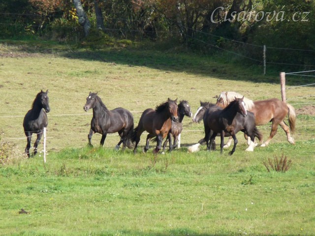 Advík na pastvě, první měsíce si užíval ve společnosti dalších hřebců