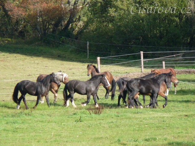 Advík na pastvě, první měsíce si užíval ve společnosti dalších hřebců
