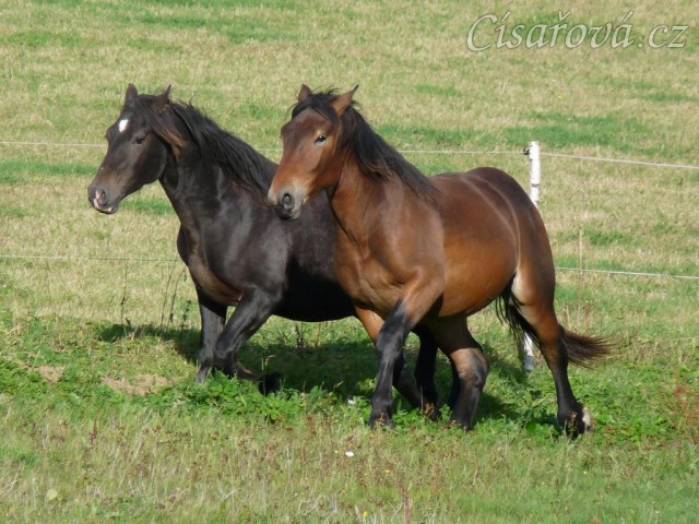 Advík na pastvě, první měsíce si užíval ve společnosti dalších hřebců