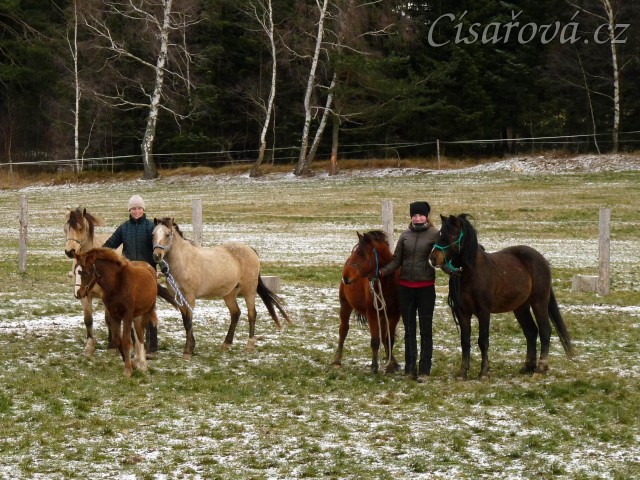 3.12.2013 - Goldie byla prodána do Německa. Ještě než odjela,udělali jsme společné foto Greisy a jejích potomků: zleva Galen, Goldie, Greisy, Griffin a Gimli