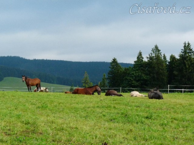 Srpen 2010, stádo má polední siestu:-)