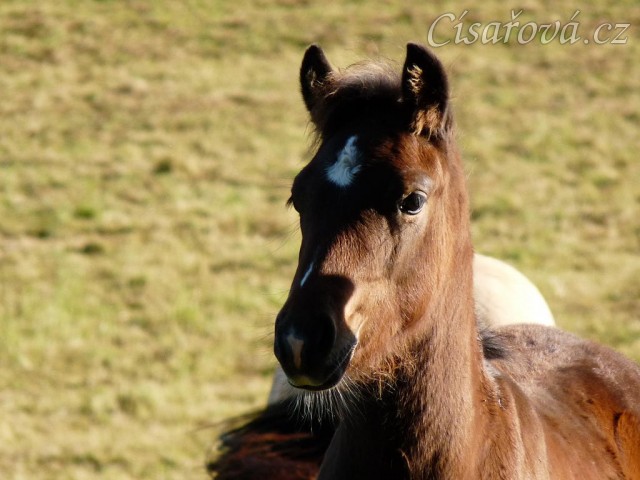 Srpen 2010, Gimli kouká, co by kde snědl:-)