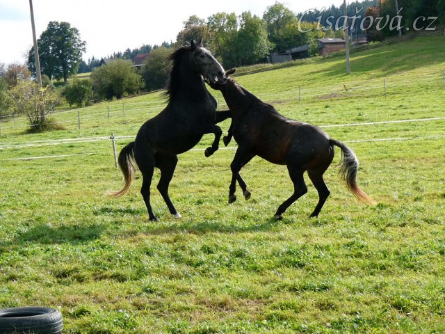 Září 2010, tříletí hřebci Monty a Rybíz si hrají