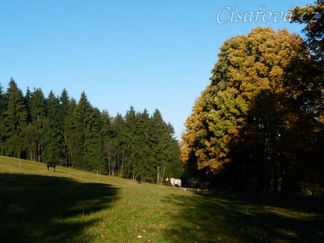 Říjen 2010, hřebci a jejich pastvina se stoletými javory