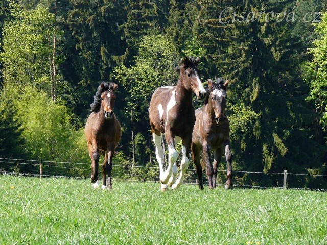 Ročci Fizzino a Gimli, za nimi čtyřletý Monty