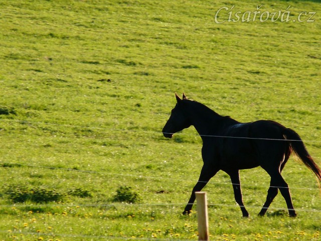 Čtyřletý Carthago na "obchůzce" pastviny