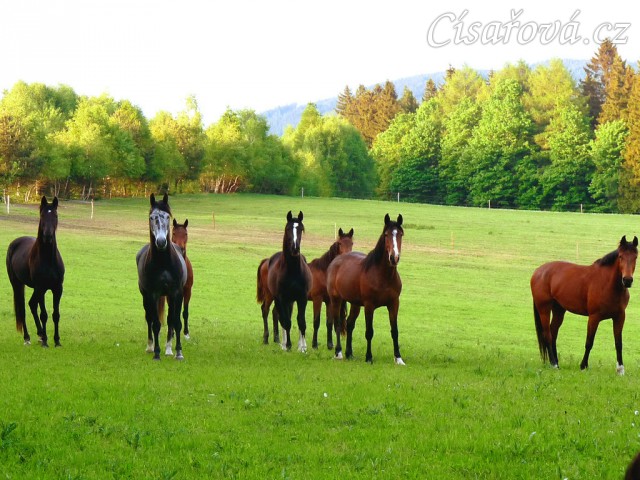 Stádo vidí něco zajímavého - fotografa:-)