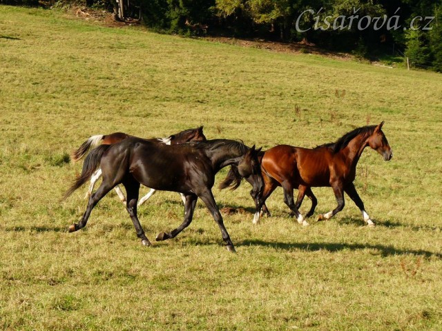 Čtyřletý trakénský hřebec Carthago si hlídá stádo