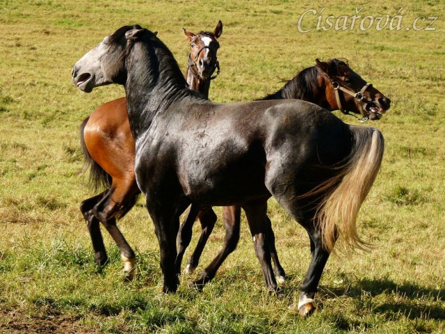 Čtyřletý lipický hřebec Rybíz se seznamuje s nově příchozími hřebečky