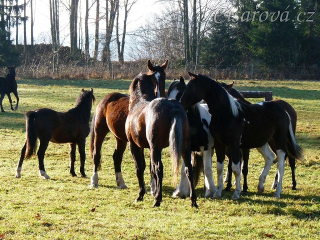 Nový člen stáda, dvouletý Irský Cob, v obležení