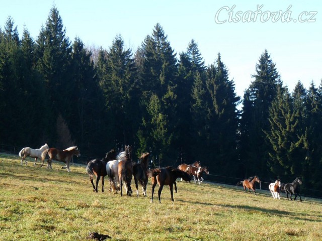 Všech 12 hřebců v pohybu:-)