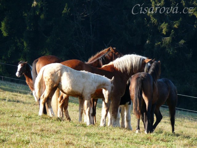 Nový člen stáda, dvouletý Irský Cob, v obležení