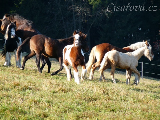 Při začleňování nových hřebců do stáda je vždy veselo:-)