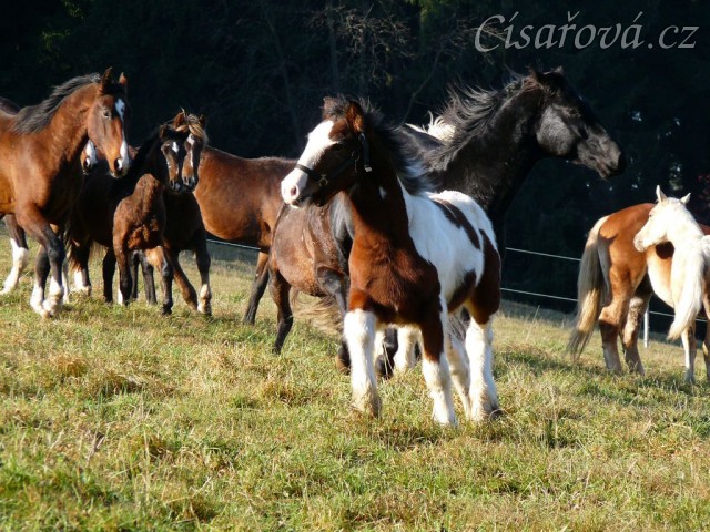 Nový člen stáda, půlroční Irský Cob Rockefella