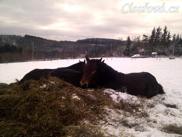 Mladí hřebečci spí nejraději spolu