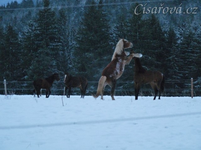 Mladí hřebci dovádí při svítání. (Kvalita fotek je horší, bylo hodně málo světla, teprve svítalo...)