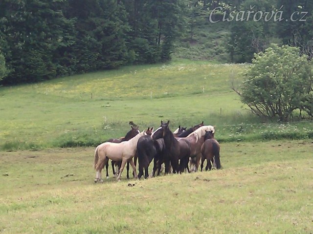 Stádo hřebců dovádí při příchodu nového člena stáda