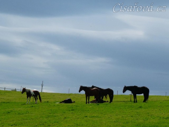 Stádo klisen odpočívá